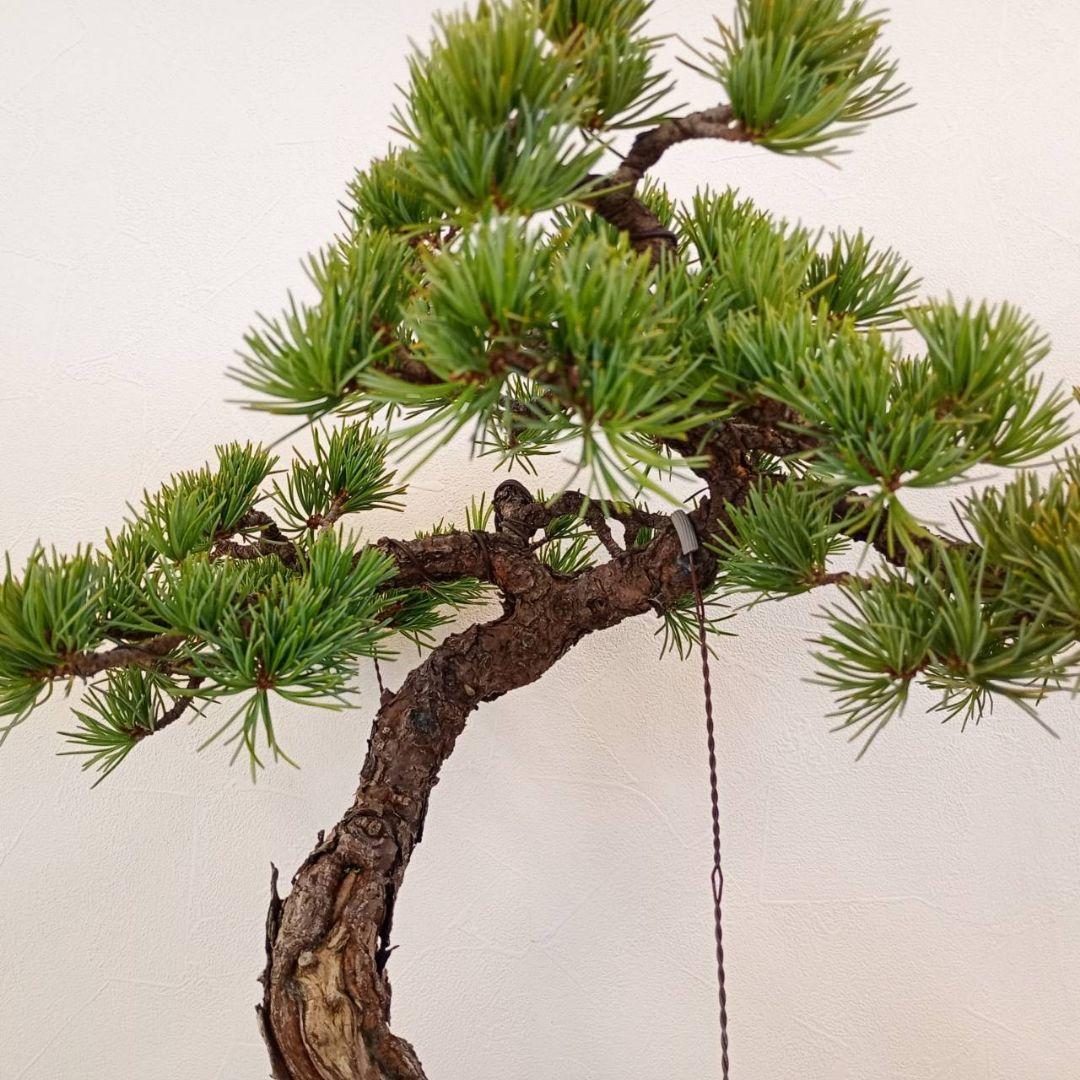 五葉松　樹高鉢底から　約45cm