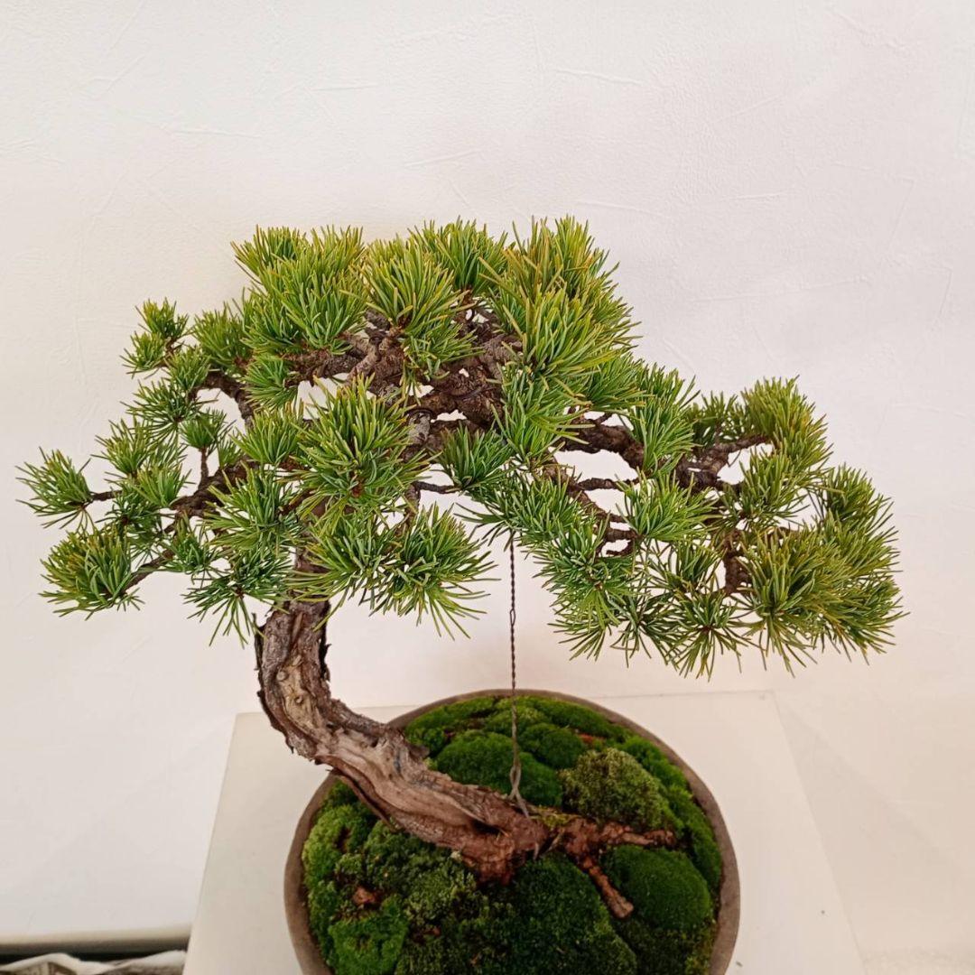 五葉松　樹高鉢底から　約45cm