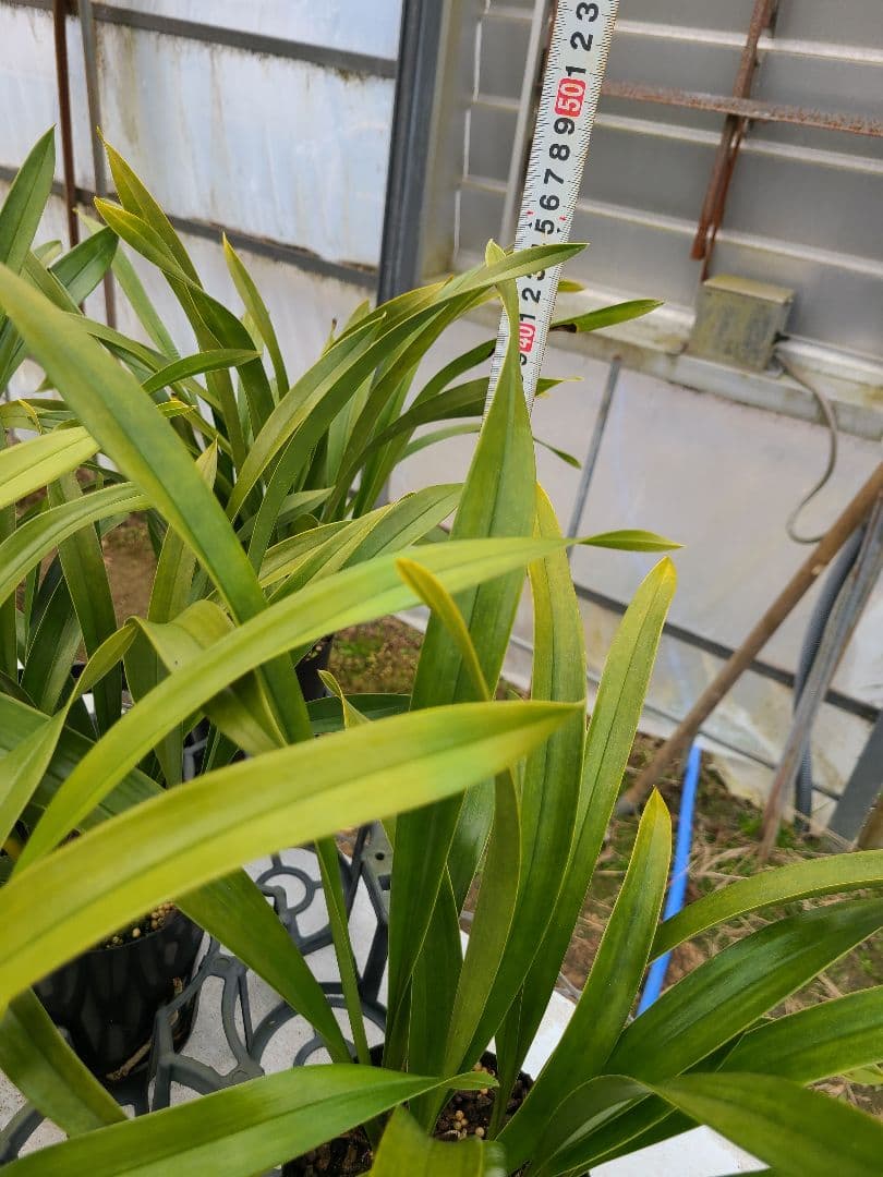 ミスマフェット。花芽合計11個。5鉢セット。蜜蜂誘引蘭。日本蜜蜂