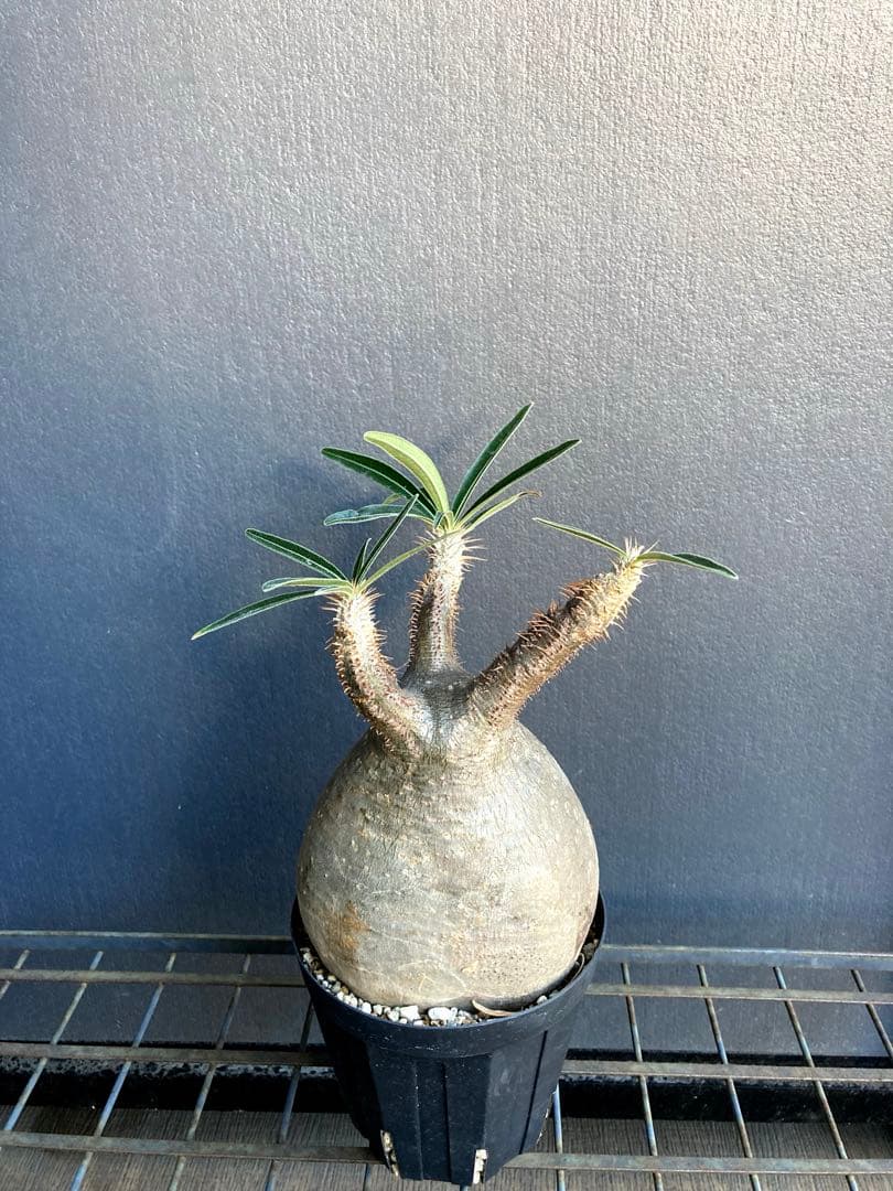 グラキリス 中株 まる型 塊根植物 黒鉢付き