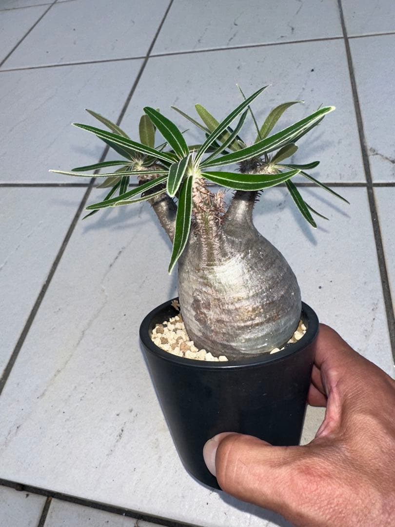 手乗り　まん丸　グラキリス　パキポディウム