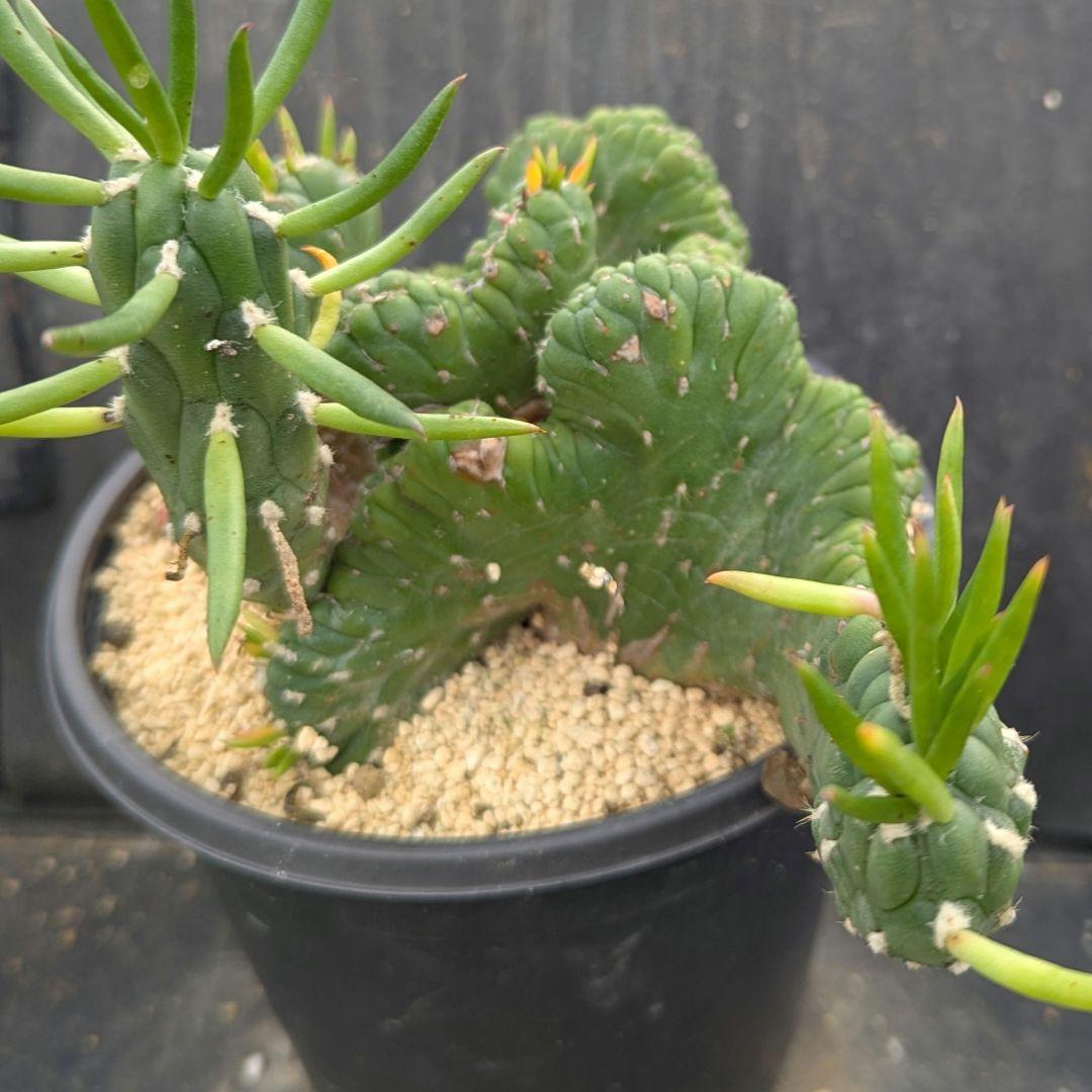 レアサボテンコレクション・シリンドロオプンチア属・将軍綴化inわけけのお店