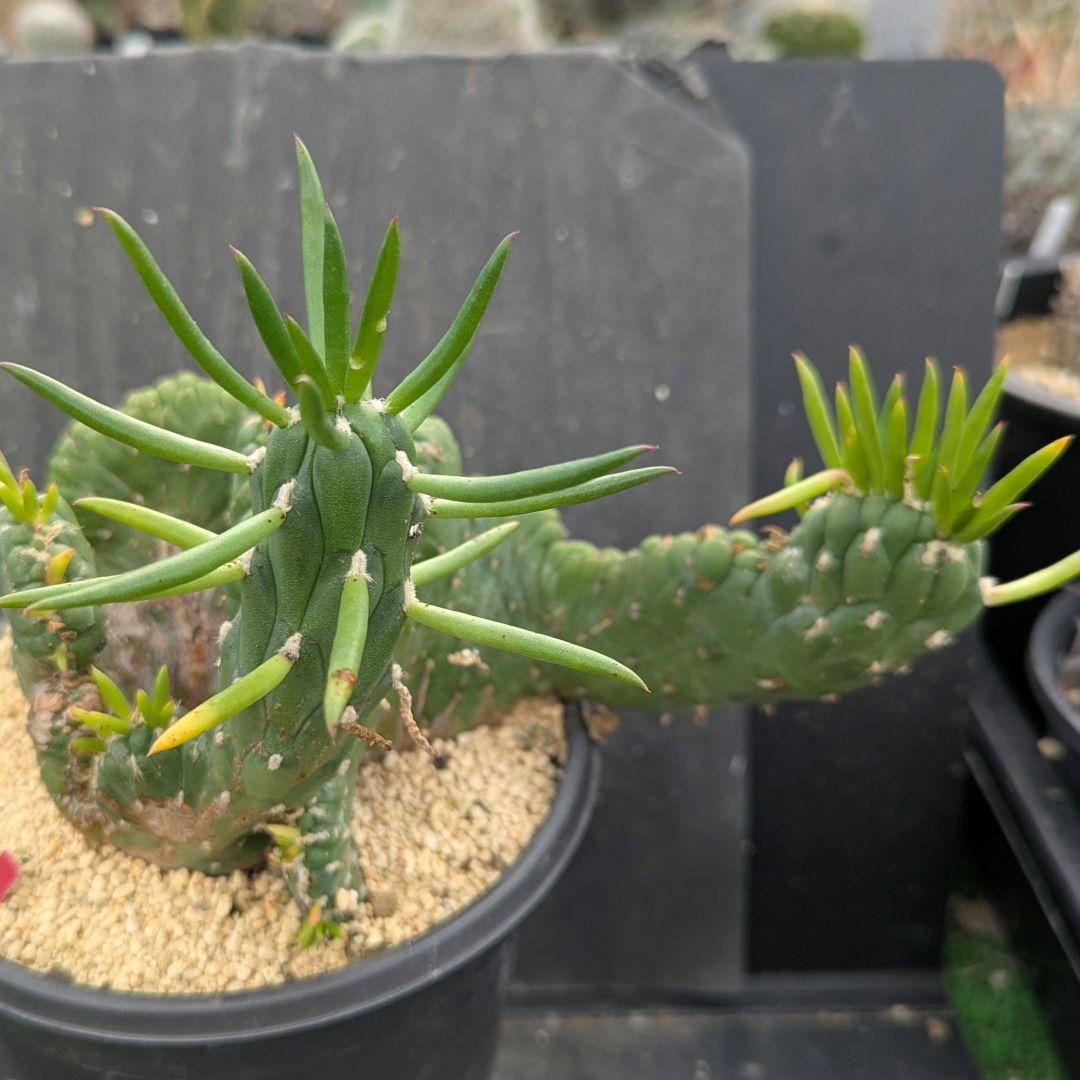 レアサボテンコレクション・シリンドロオプンチア属・将軍綴化inわけけのお店