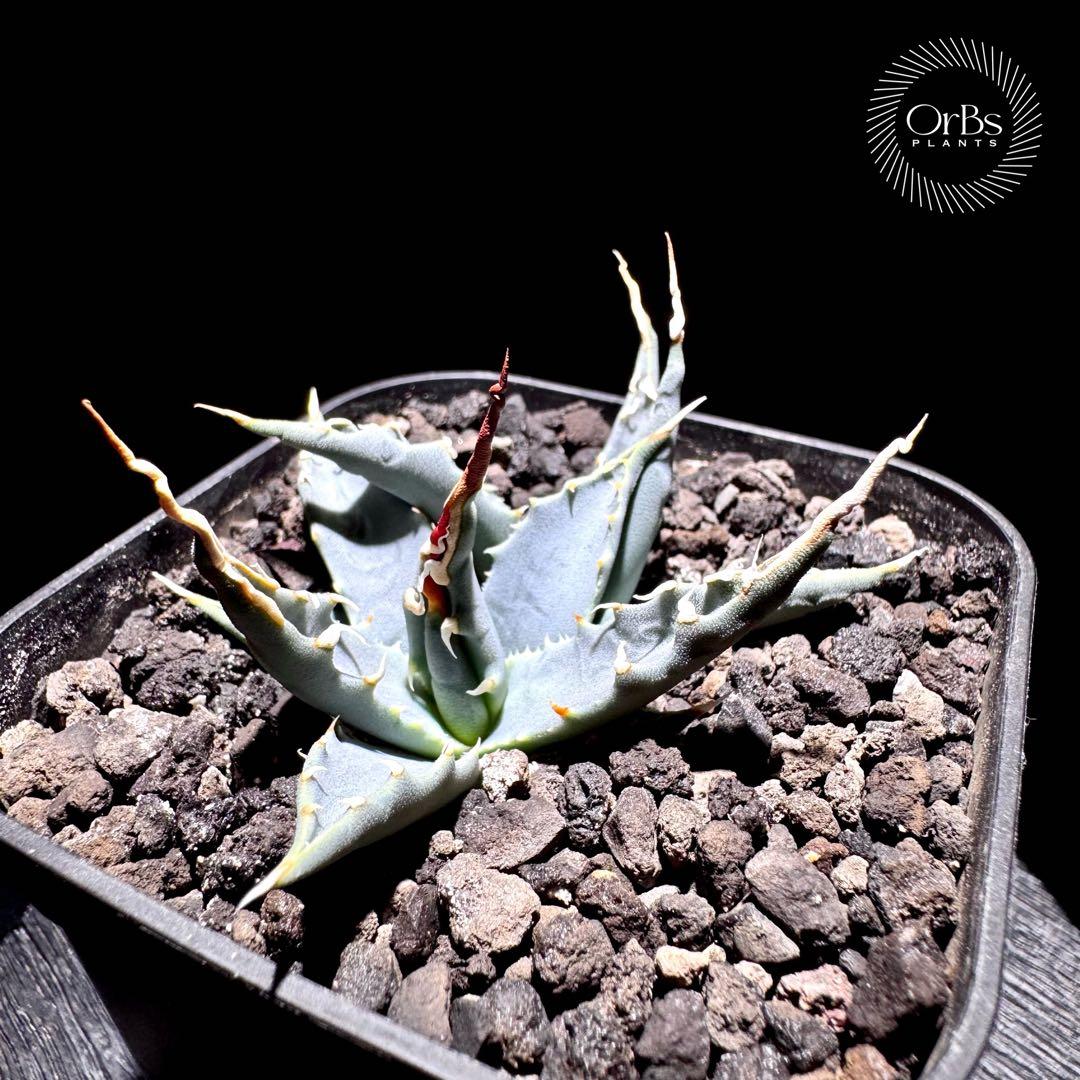 【実生】アガベ ユタエンシス エボリスピナ コークスクリュー ダブルヘッド 陽炎