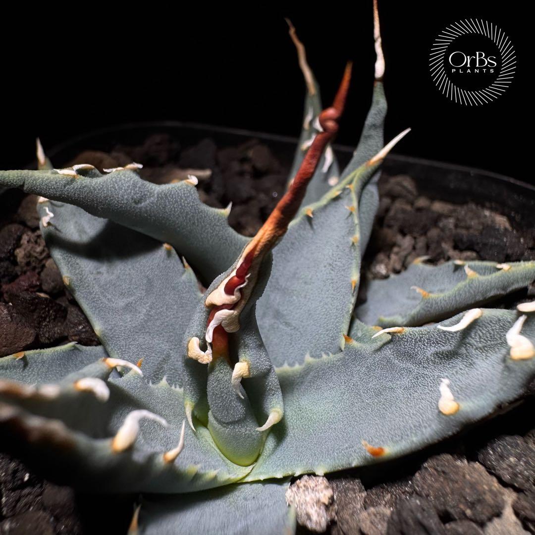 【実生】アガベ ユタエンシス エボリスピナ コークスクリュー ダブルヘッド 陽炎