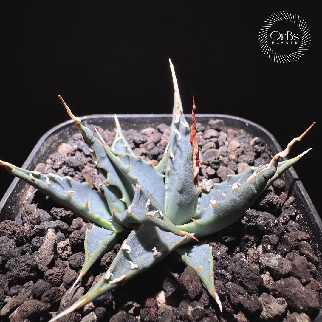 【実生】アガベ ユタエンシス エボリスピナ コークスクリュー ダブルヘッド 陽炎