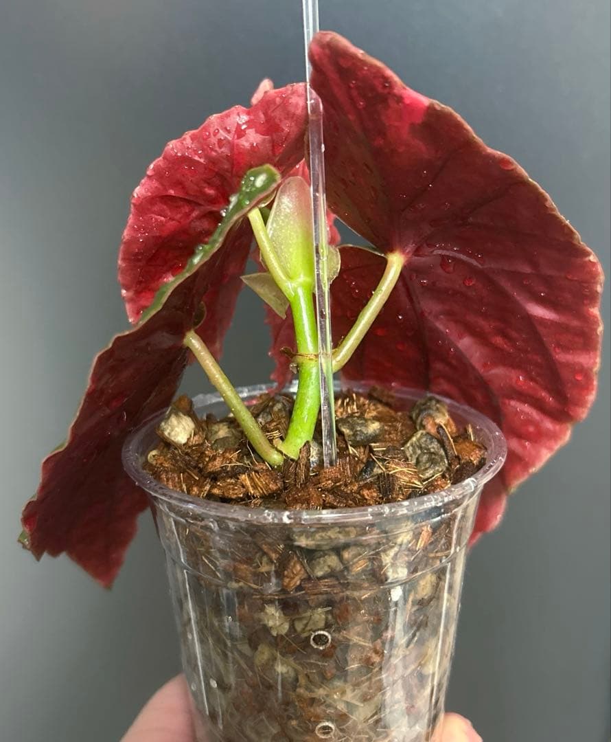 【希少】 ベゴニア　マクラータ　斑入り　ピンク