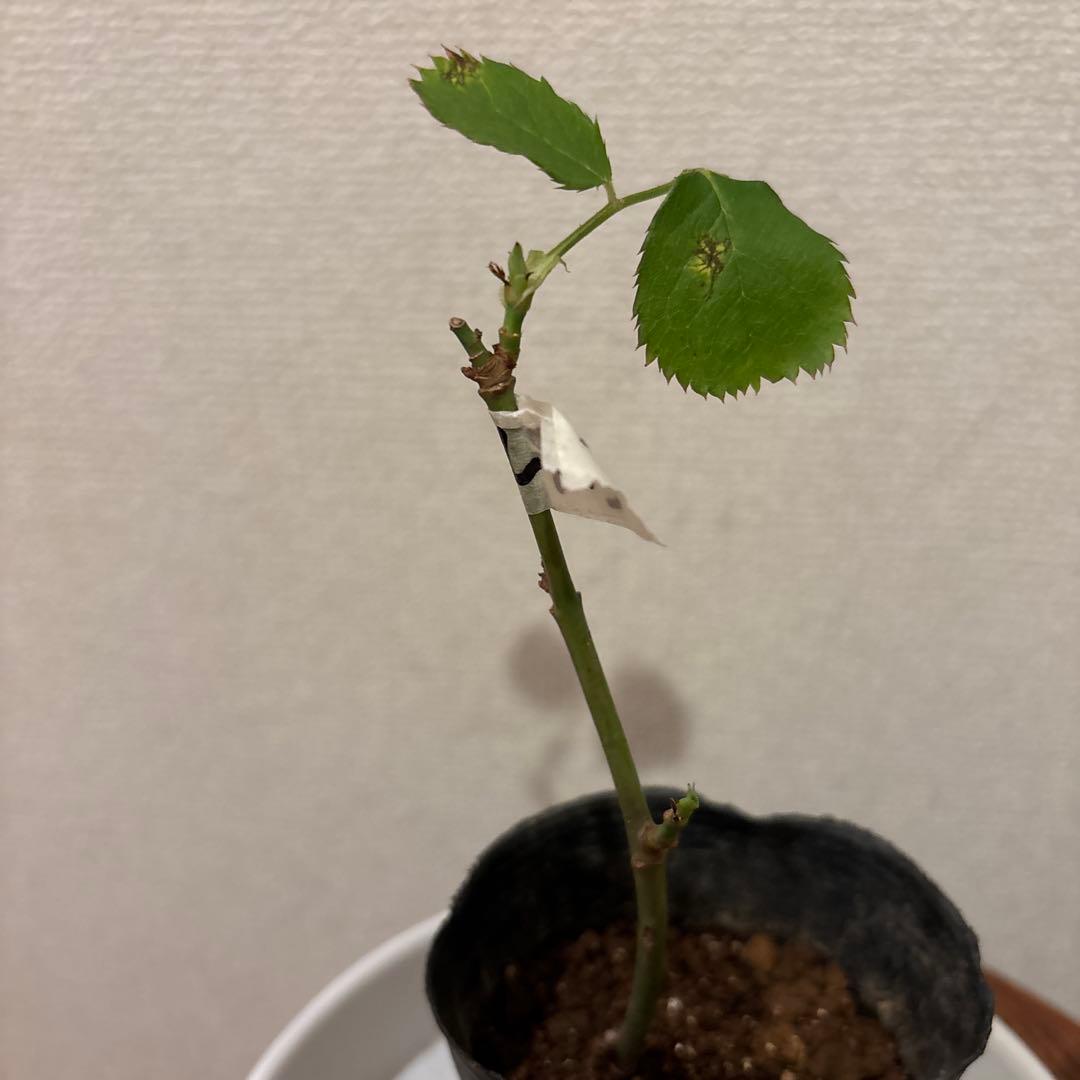 レア品種‼️ダマスク強香り