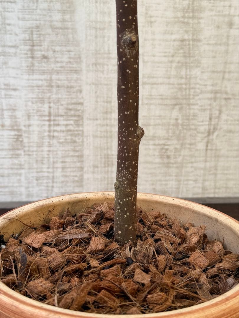 ☆ フィカス アムステルダムキング♪ 120cm 陶器鉢♪