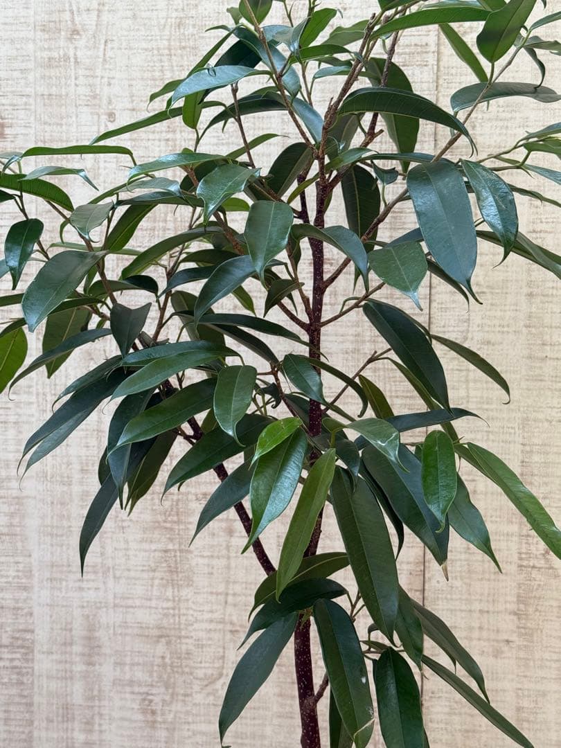 ☆ フィカス アムステルダムキング♪ 120cm 陶器鉢♪