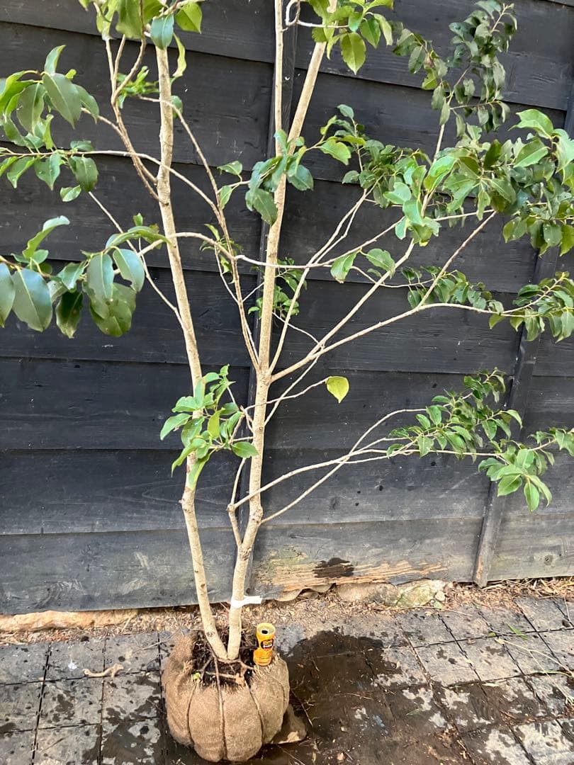 22 山採り　ソヨゴ　メス木