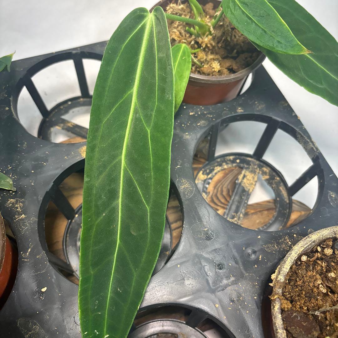 マ*ン様 5株セットms88アンスリウム・ワロクアナム