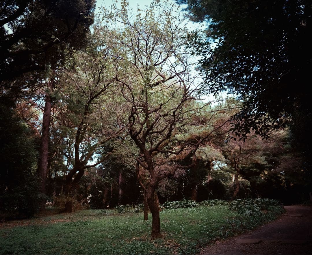 Mamiya Sekor 50mm f/6.3 ファインダー付き