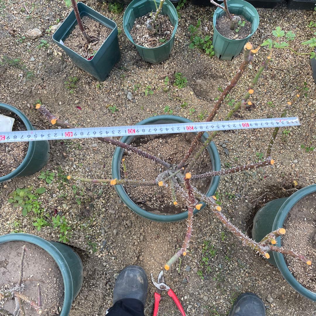 【1.29癌腫無し 即購入可能】【ザスクワイヤー】廃盤ERイングリッシュローズ