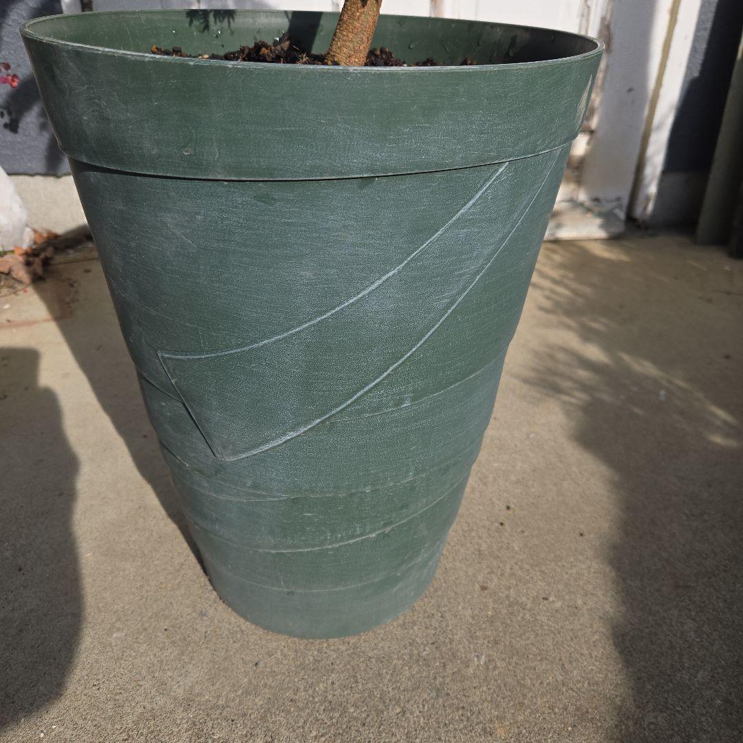 ⑤　エバーフレッシュ　曲がり仕立て10号特大苗木最高等級極上品‼️ おしゃれ 鉢