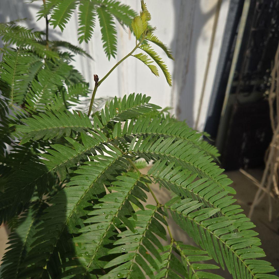 ⑤　エバーフレッシュ　曲がり仕立て10号特大苗木最高等級極上品‼️ おしゃれ 鉢