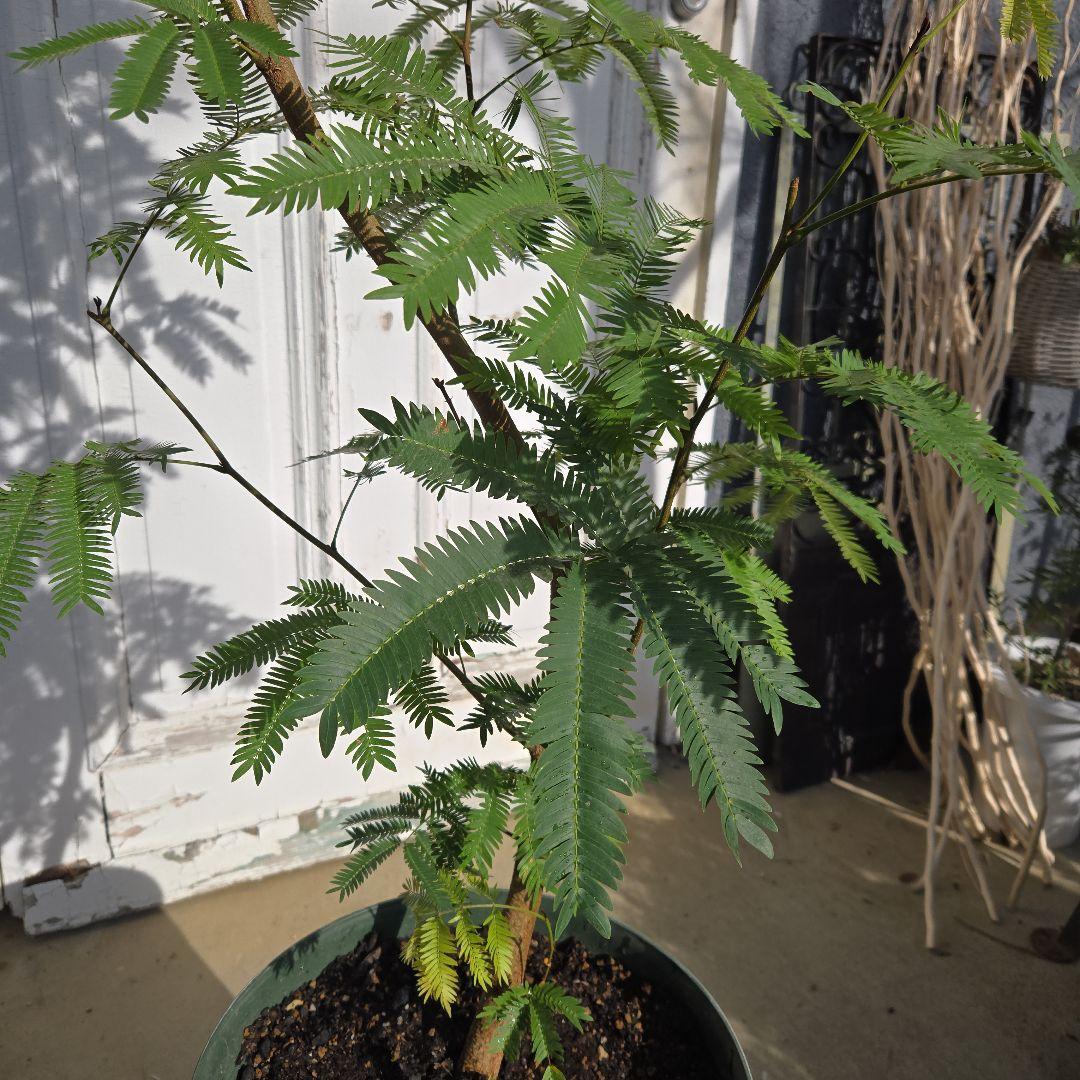 ⑤　エバーフレッシュ　曲がり仕立て10号特大苗木最高等級極上品‼️ おしゃれ 鉢