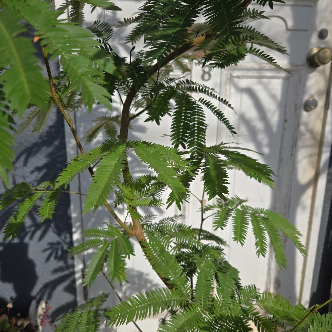 ⑤　エバーフレッシュ　曲がり仕立て10号特大苗木最高等級極上品‼️ おしゃれ 鉢