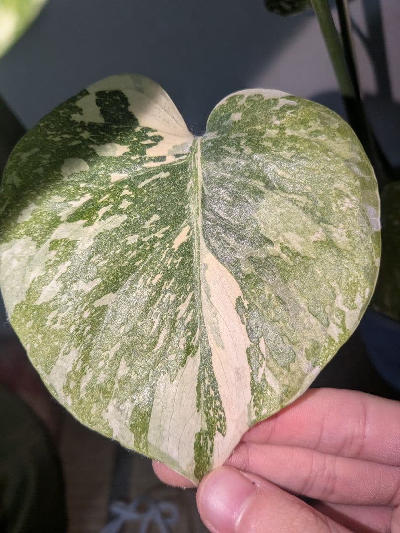 モンステラデリシオーサ ホワイトスノー White 