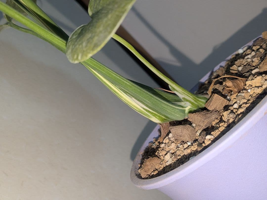 モンステラデリシオーサ ホワイトスノー White 