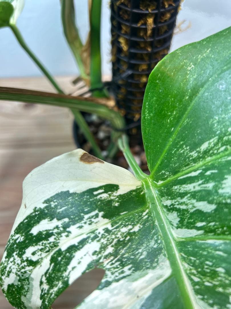 【極美】希少斑入り モンステラ・ボルシギアナ・アルボ 現物出品 大株 美斑あり