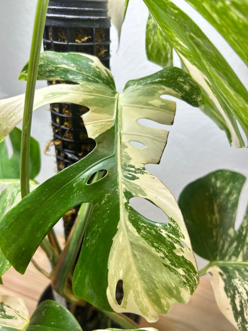 【極美】希少斑入り モンステラ・ボルシギアナ・アルボ 現物出品 大株 美斑あり