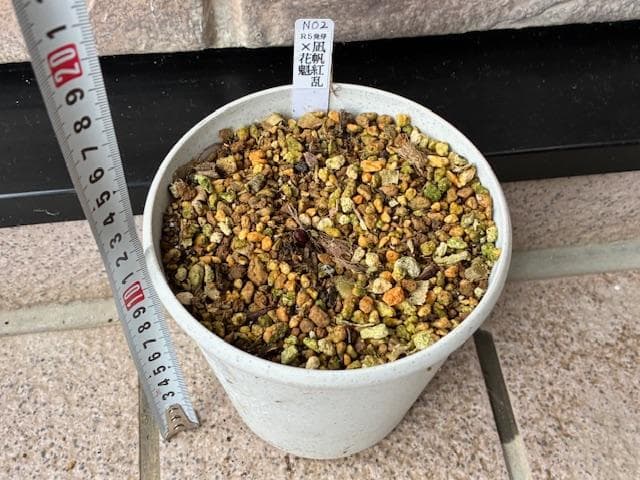 ＮＯ２◆【凪帆紅乱】×【花魁】◆交配ヤマシャクヤク実生４年生苗