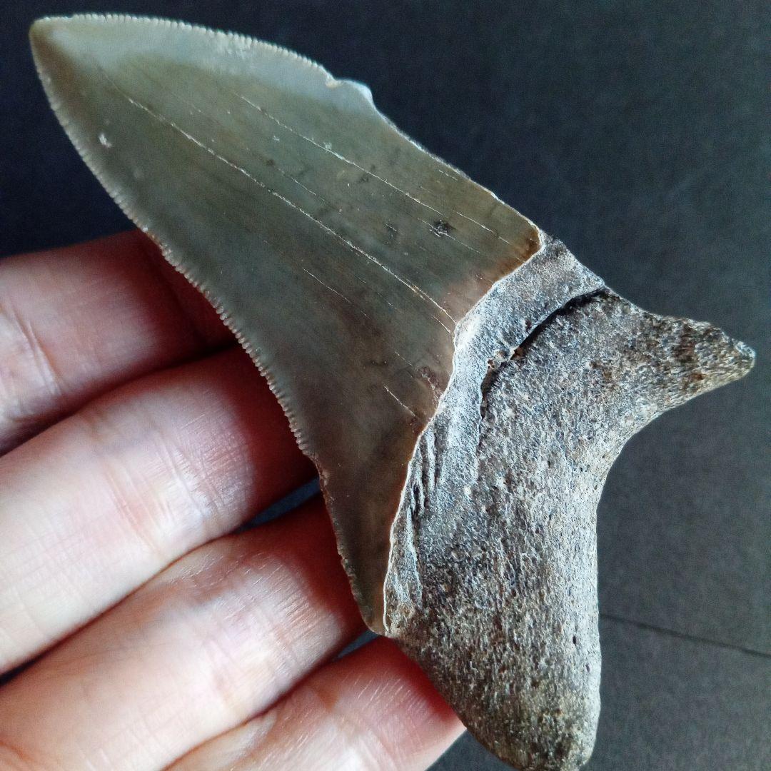 サメの歯　USA　メガロドン　歯化石　特大　美麗　ノースカロライナ産　91mm