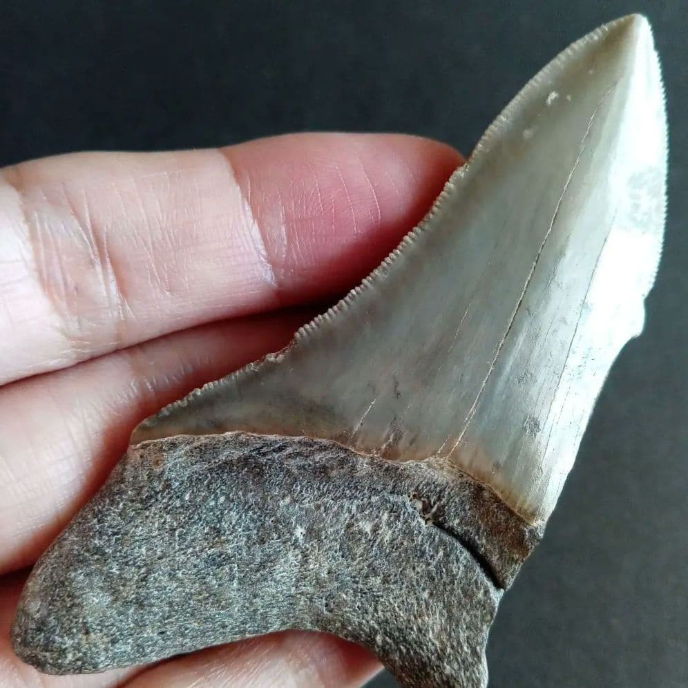 サメの歯　USA　メガロドン　歯化石　特大　美麗　ノースカロライナ産　91mm