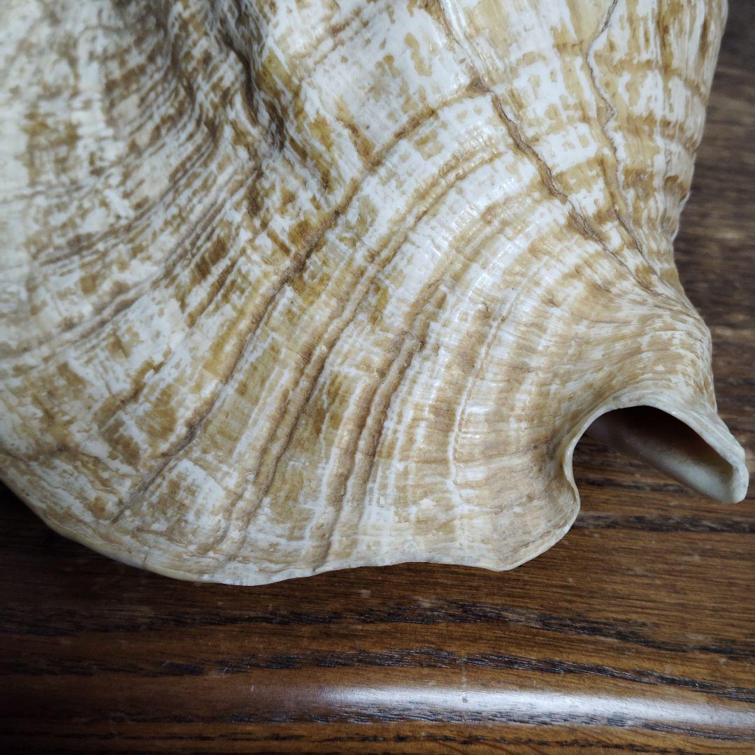 【希少・大型29cm】ブラジル産 ホラガイ 貝殻 天然石 インテリア 標本