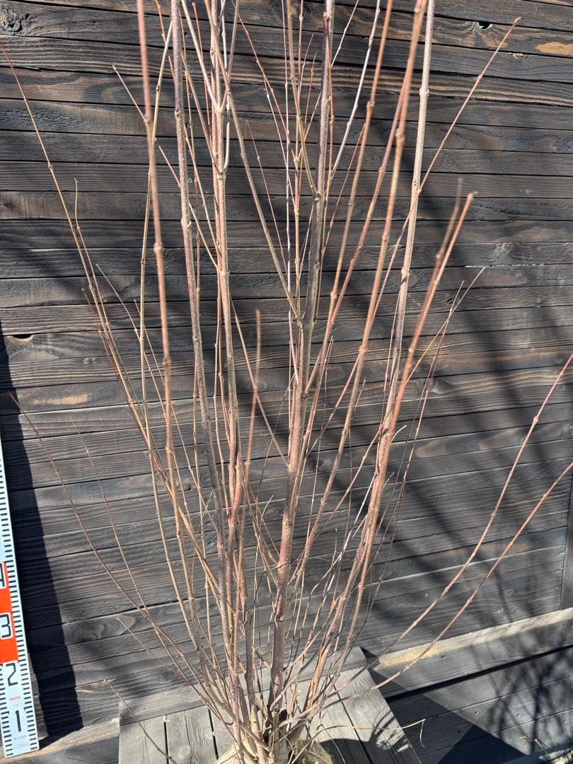 カツラ（桂）本株立ち【現品発送】管理 80049