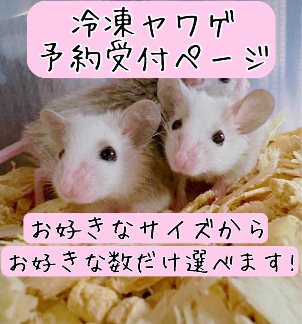 ✨冷凍ヤワゲネズミ✨お好きなサイズでご注文できます！