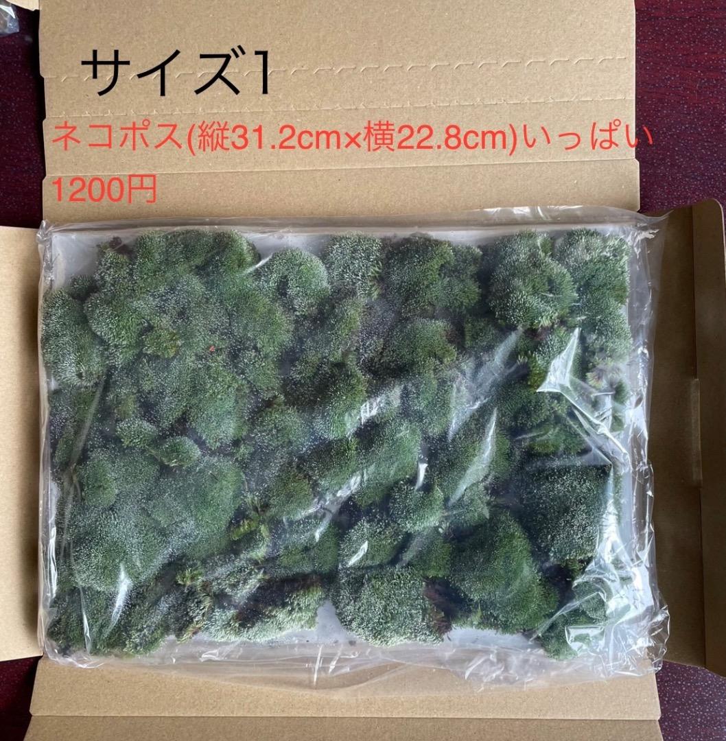 ギンゴケ　銀苔　生育状況確認用ページ