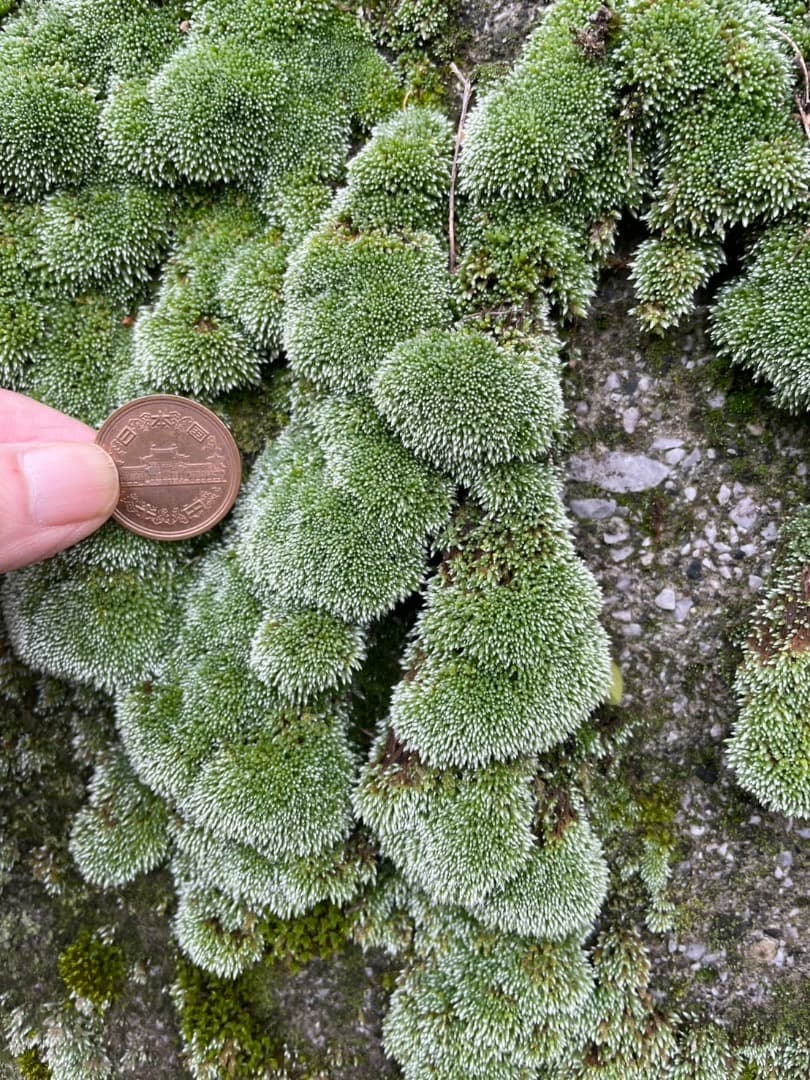 ギンゴケ　銀苔　生育状況確認用ページ