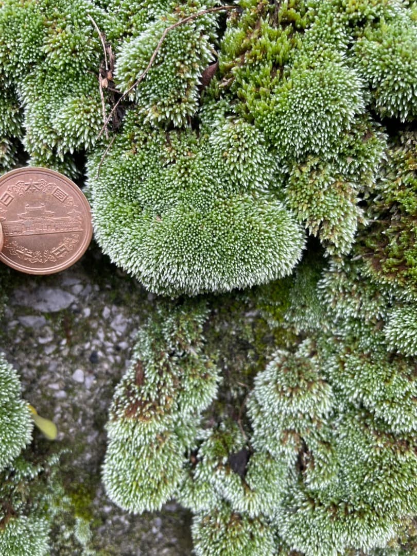 ギンゴケ　銀苔　生育状況確認用ページ