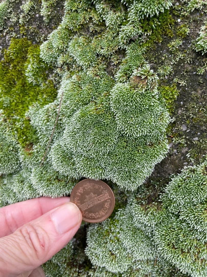 ギンゴケ　銀苔　生育状況確認用ページ