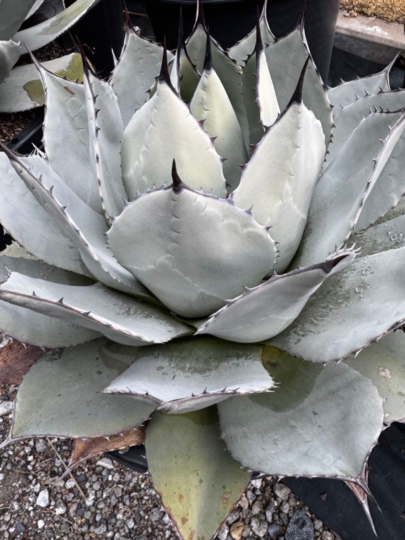 アガベ　パリー　吉祥天　大株