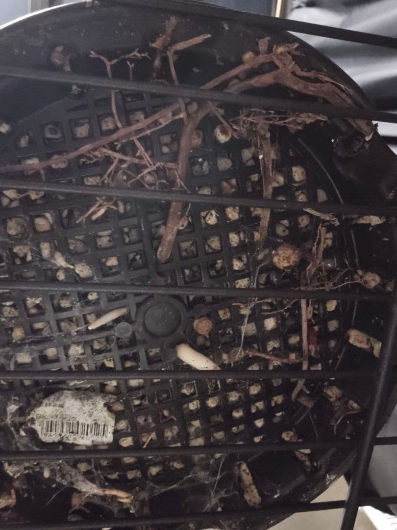 専用出品 特、リピ割 ユッカ フィリフェラ (せ)