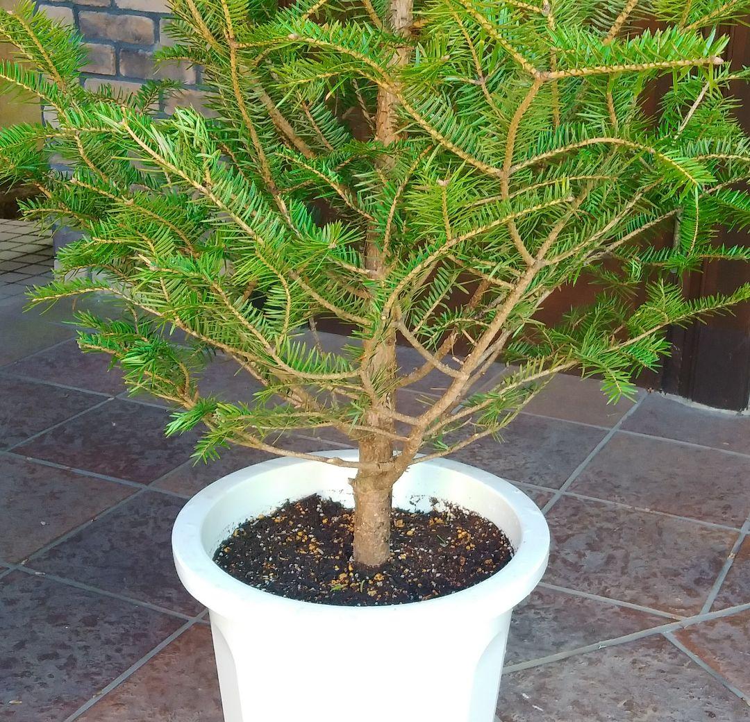 モミの木 苗木 大型 155cm❗12号❗綺麗な樹形 クリスマスツリー 鉢植済