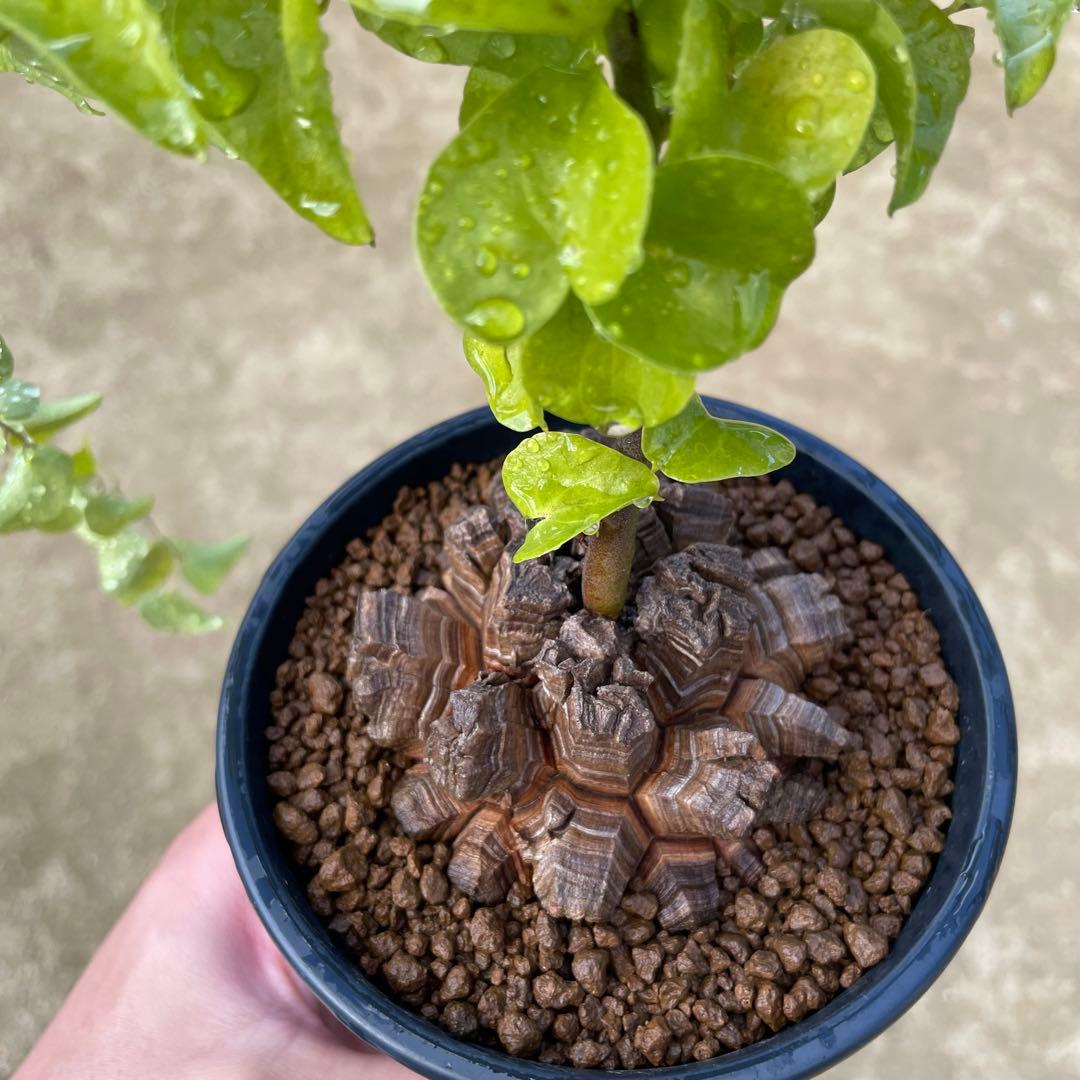 亀甲竜　4号鉢　ディオスコレア　塊根植物　観葉植物