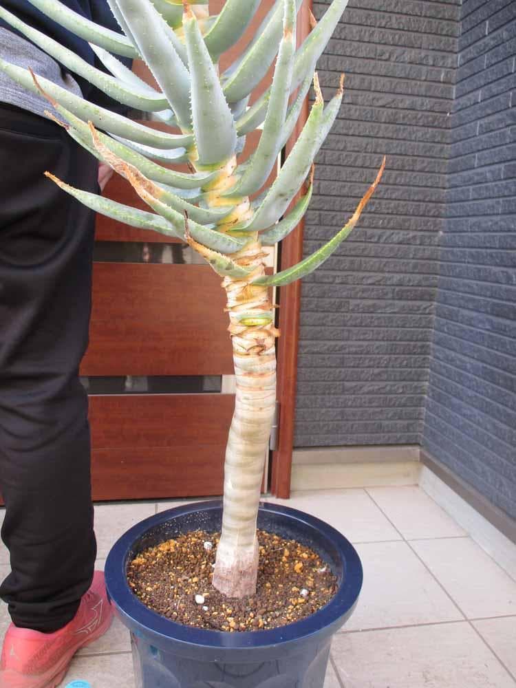 【現品】アロエ・ディコトマ（アロエ・デコトマ）10号　F7番