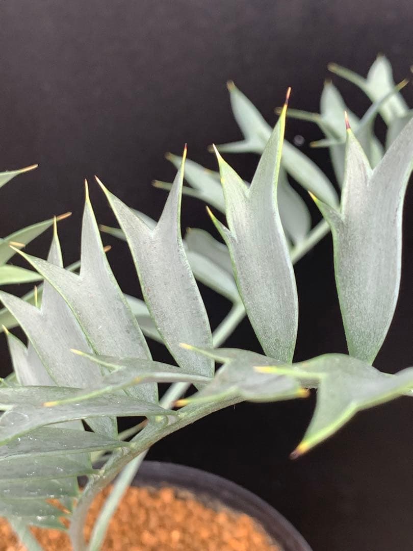 【発色良好】エンセファラルトス・ホリダス｜シャープ葉・優良個体No3-24