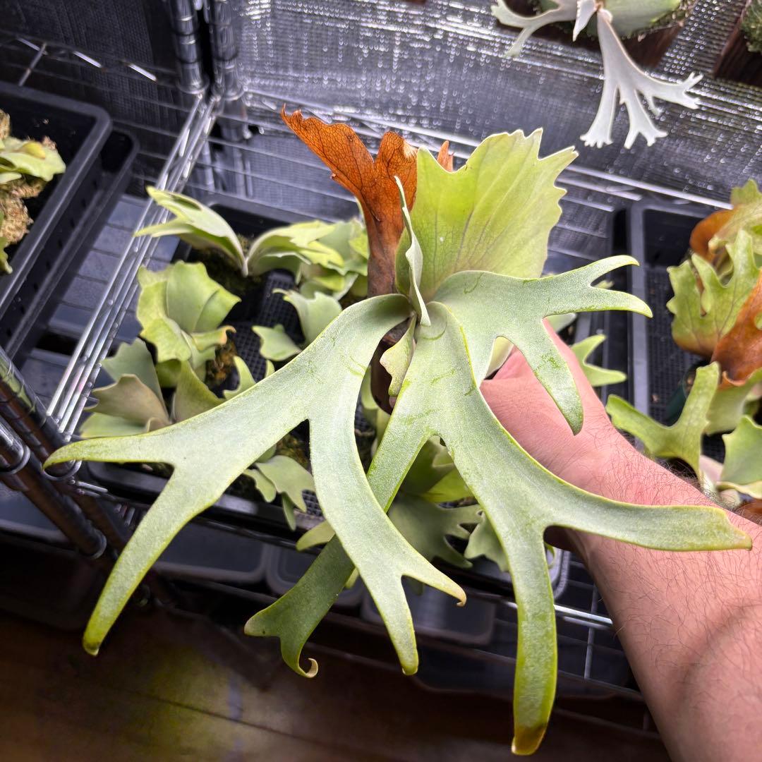 限定1株　P. willinckii 'Cold moon’ OC ウィリンキー