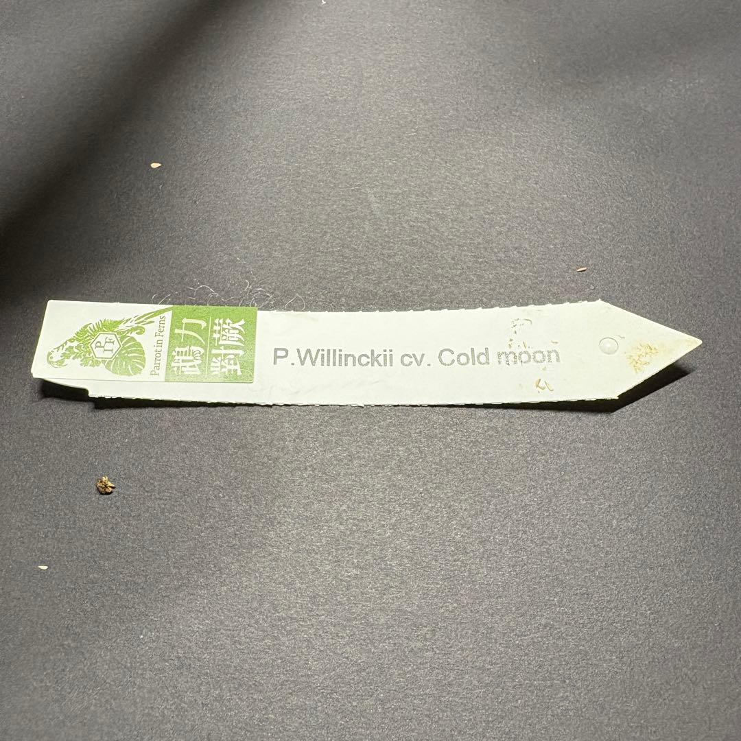 限定1株　P. willinckii 'Cold moon’ OC ウィリンキー