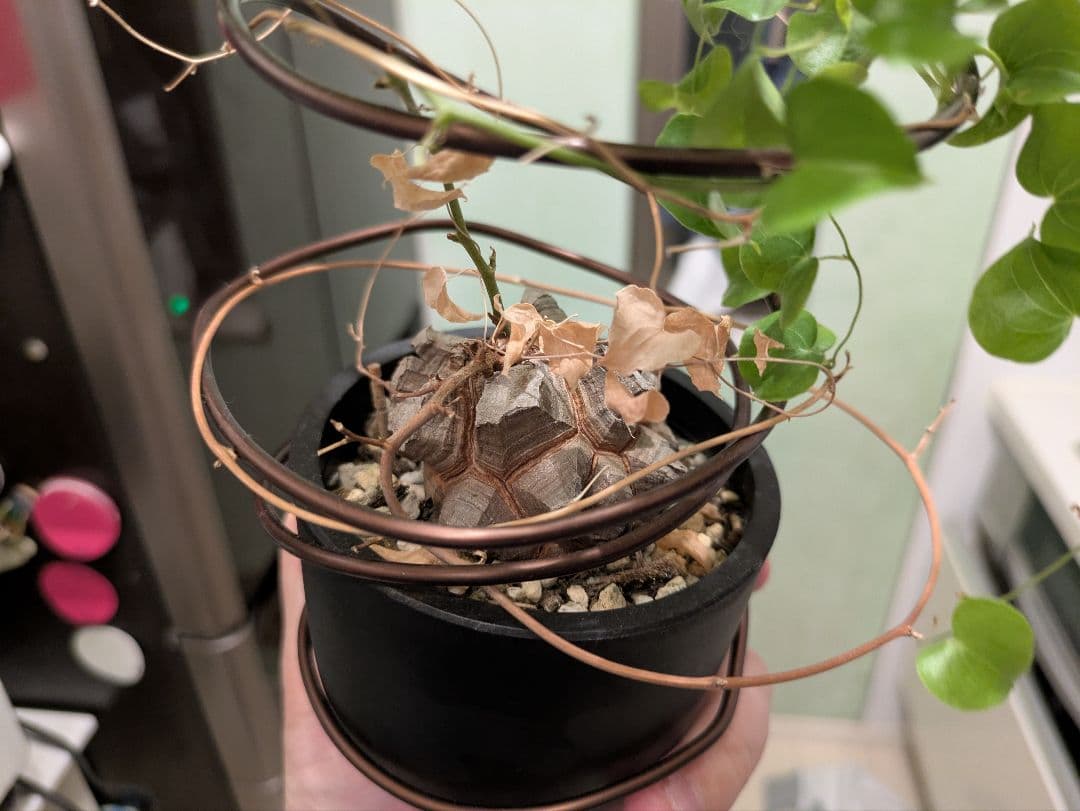 亀甲竜　デイスコレアエレファンティペス