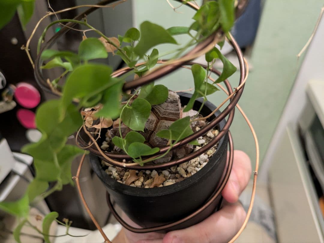 亀甲竜　デイスコレアエレファンティペス