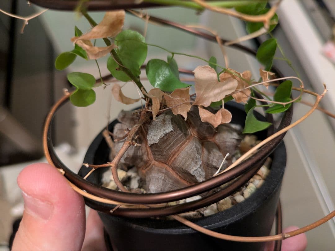 亀甲竜　デイスコレアエレファンティペス