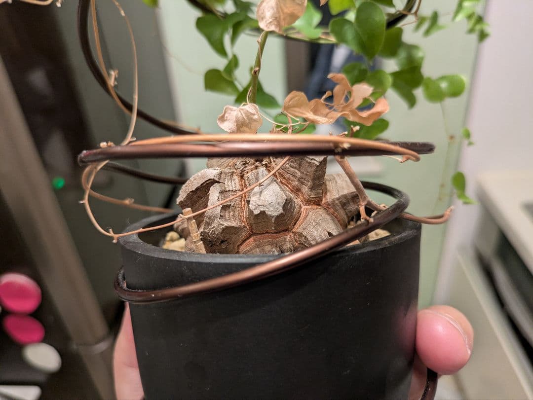 亀甲竜　デイスコレアエレファンティペス