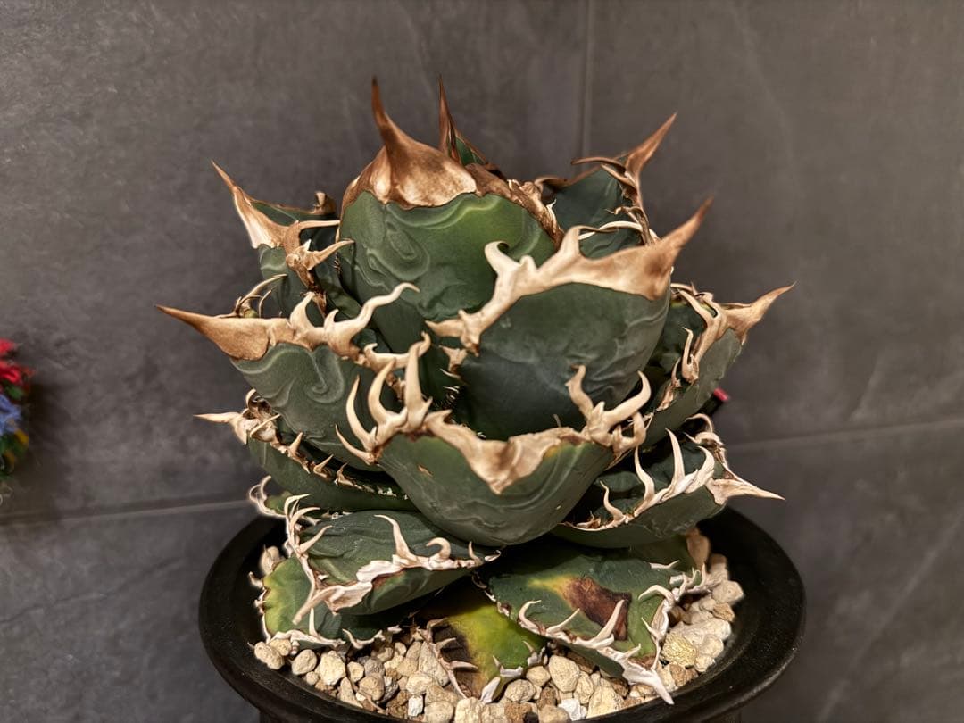 アガベ　チタノタ　JAPAN ジャパン　親株