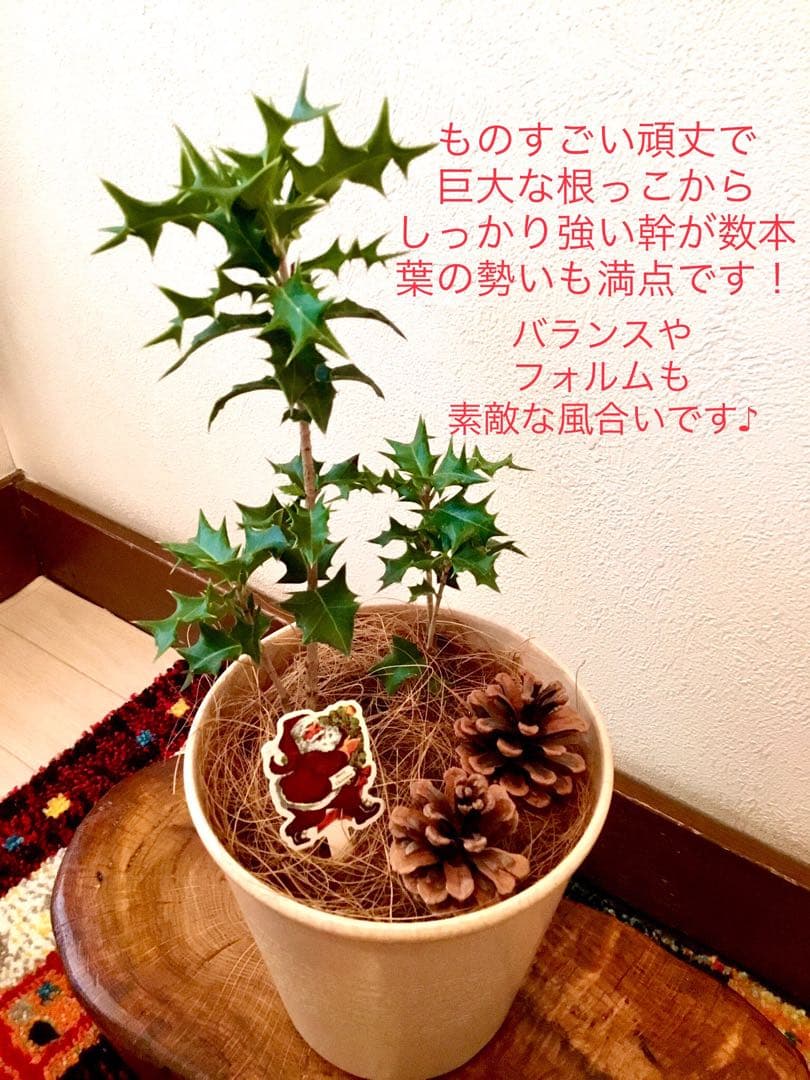 縁起木＊魔除け/天然野生の可愛い柊さん【柊＊ひいらぎ＊鉢植え】可愛いディスプレイ